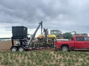 Bean Planting