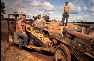 1950s Potato Digging