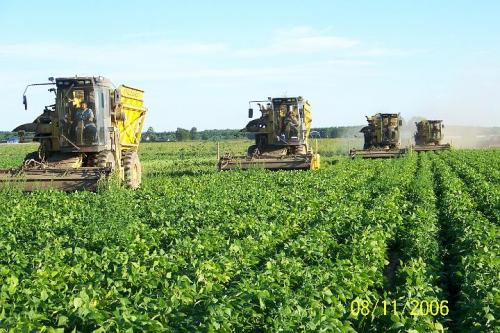 Bean Harvest 1