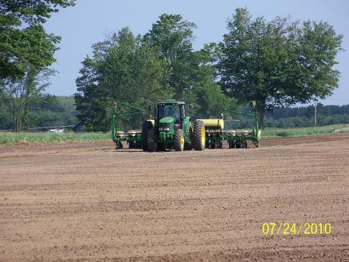 Bean Planting