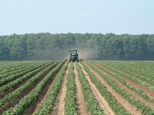 Hilling Potatoes 1