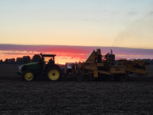 Sunrise Potato Harvester