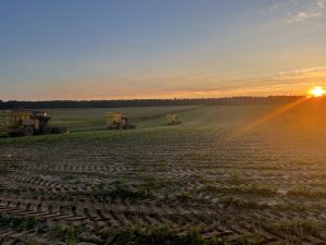 Bean Harvest