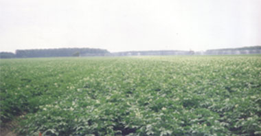 Irrigating-Potatoes