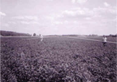Moving-Irrigation-Early-1950s
