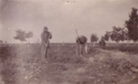 Potato-Harvest-1920