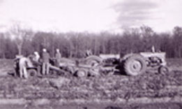 Potato-Harvest-1960s