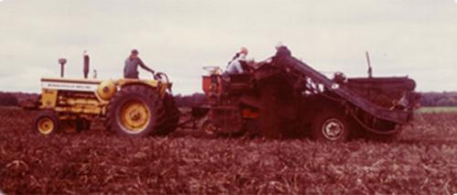 Potato-Harvest-Late-1970s