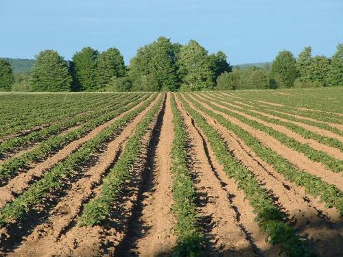 Potato Rows